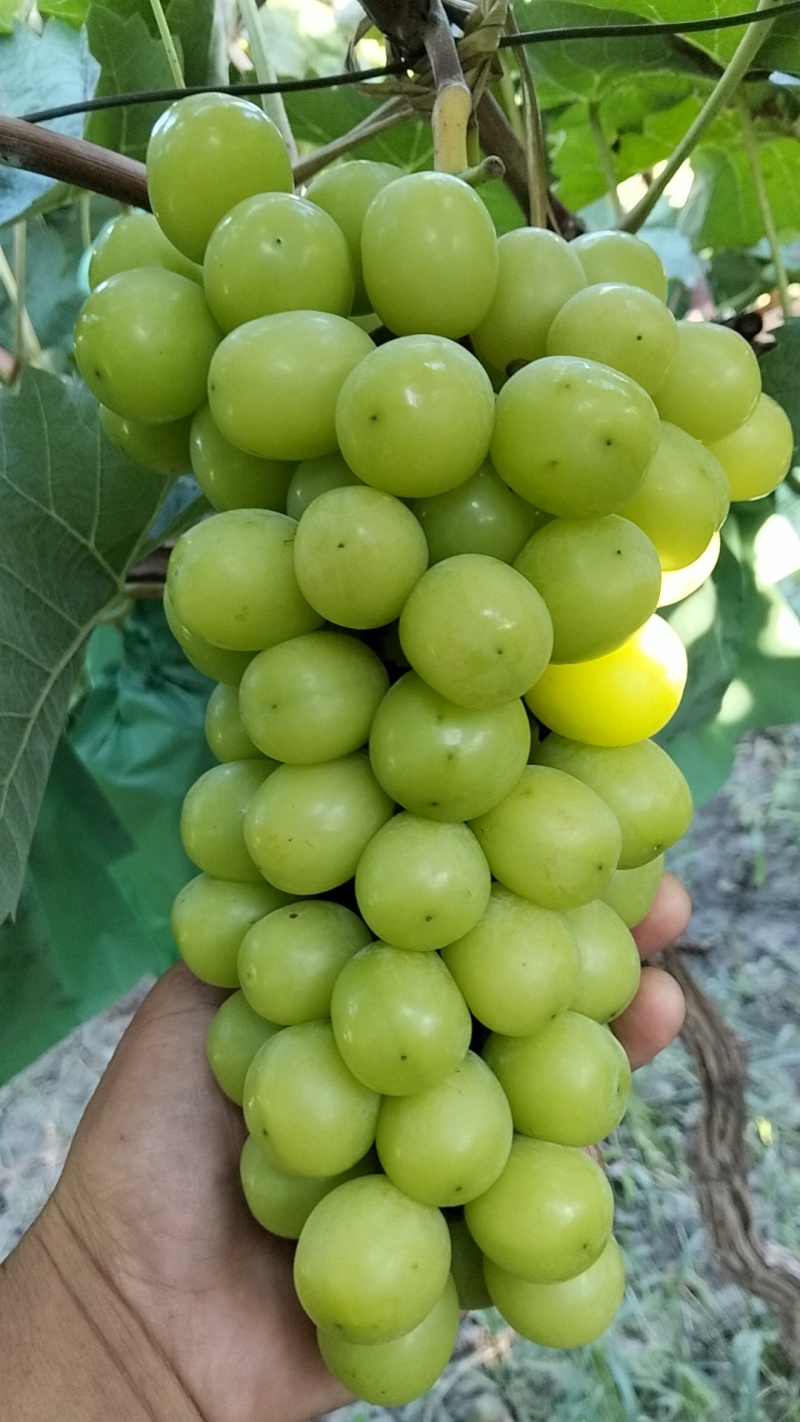 天津茶淀阳光玫瑰大量上市