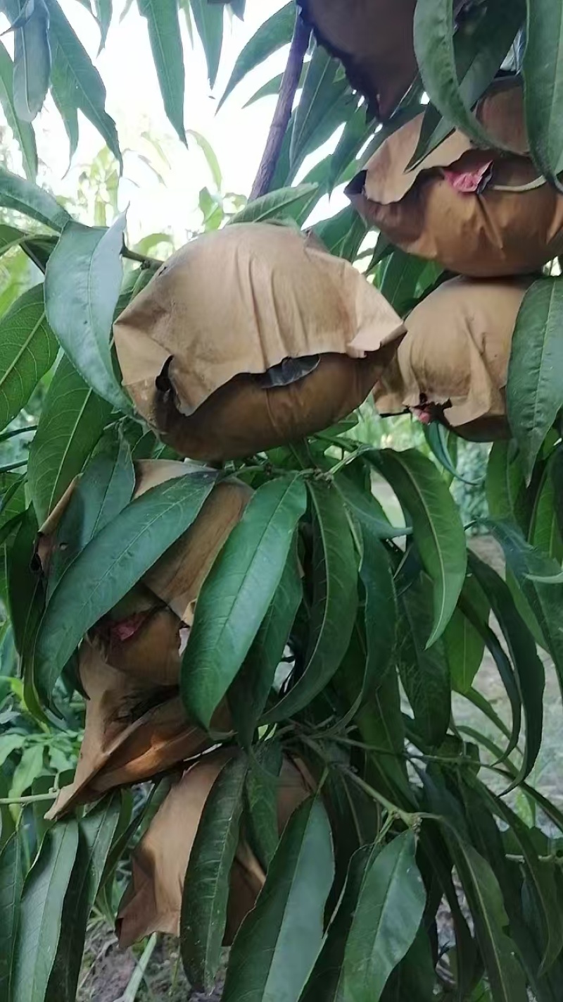 金秋红蜜