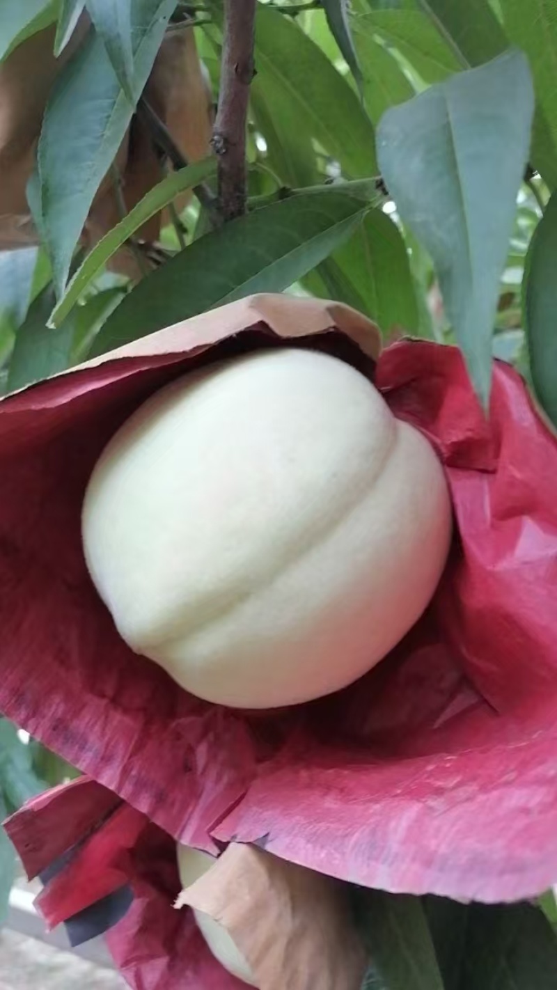 金秋红蜜