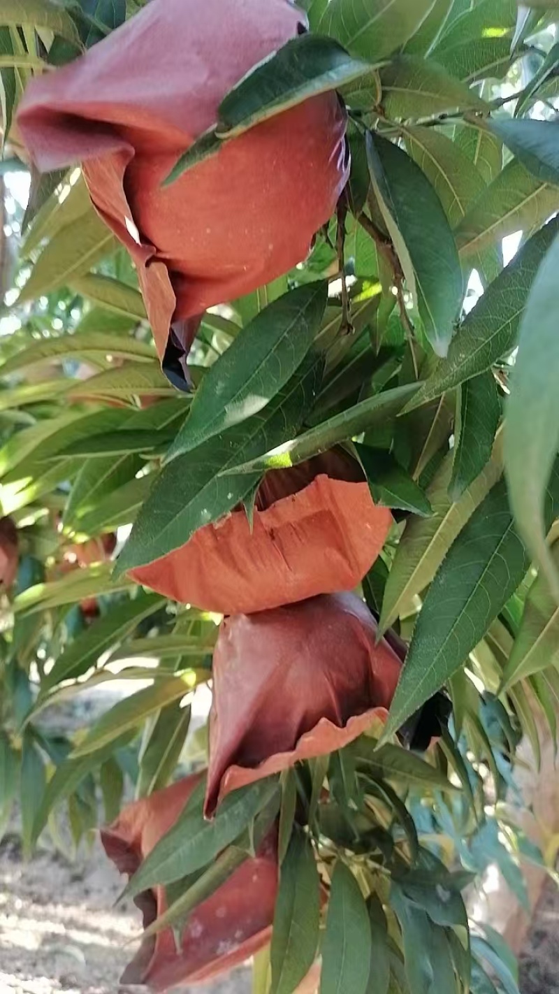 金秋红蜜