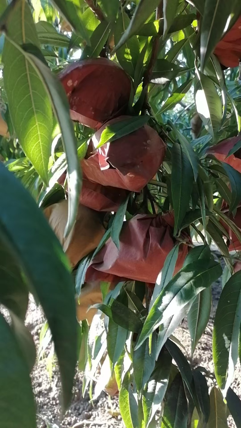 金秋红蜜