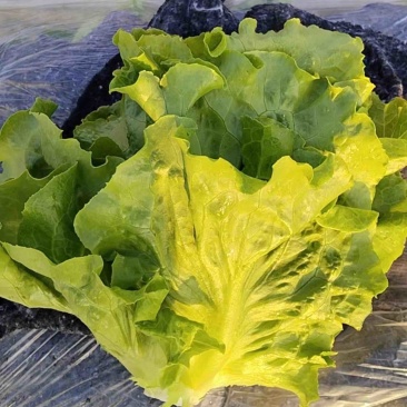 运城精品生菜，品质保证，货量充足，可视频看货，欢迎来电