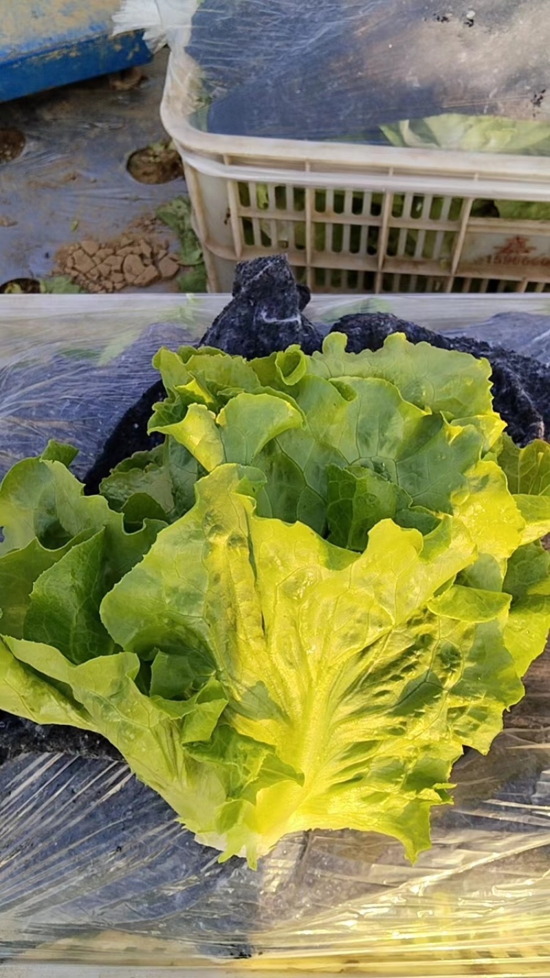 运城精品生菜，品质保证，货量充足，可视频看货，欢迎来电