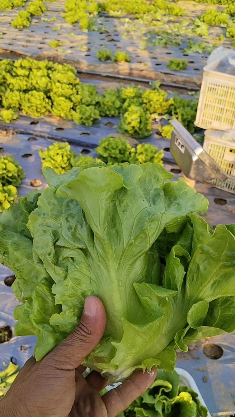 运城精品生菜，品质保证，货量充足，可视频看货，欢迎来电