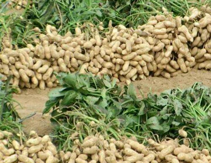 花生田间成熟度诊断对比图