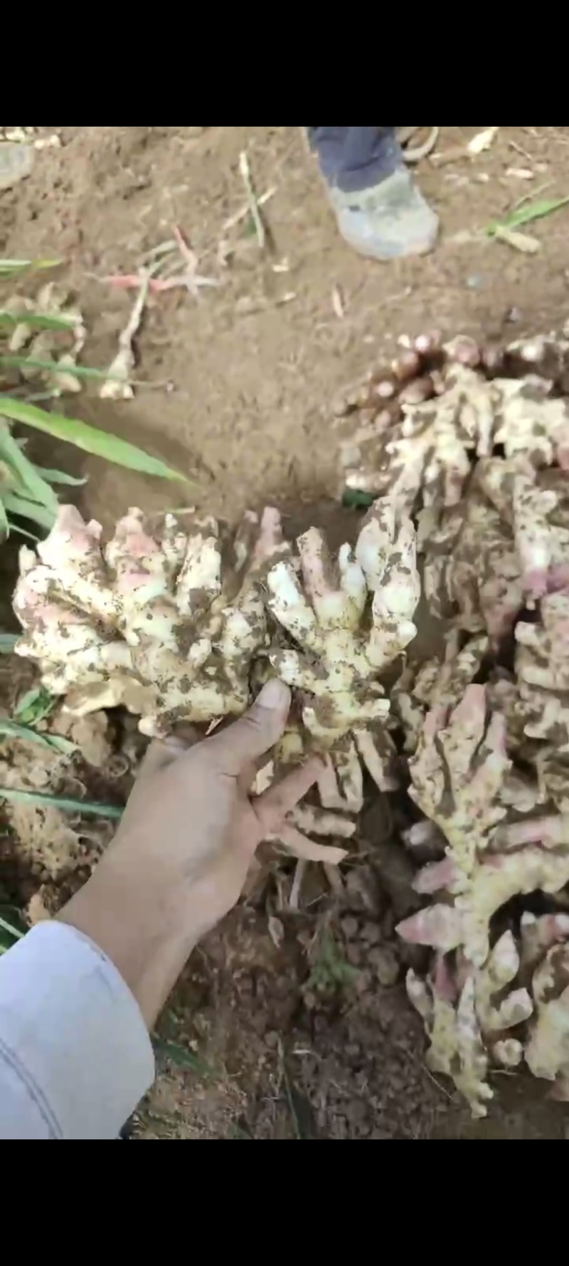 【推荐】湖南二号，生姜，大量上市现挖现发