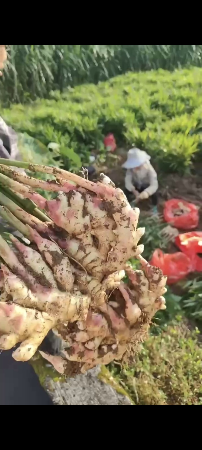 【推荐】湖南二号，生姜，大量上市现挖现发