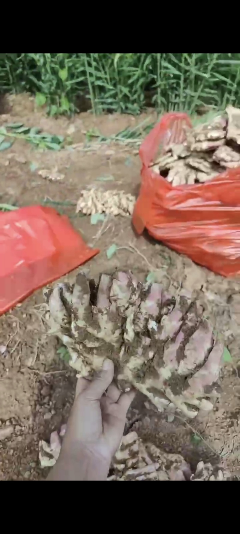 【推荐】湖南二号，生姜，大量上市现挖现发