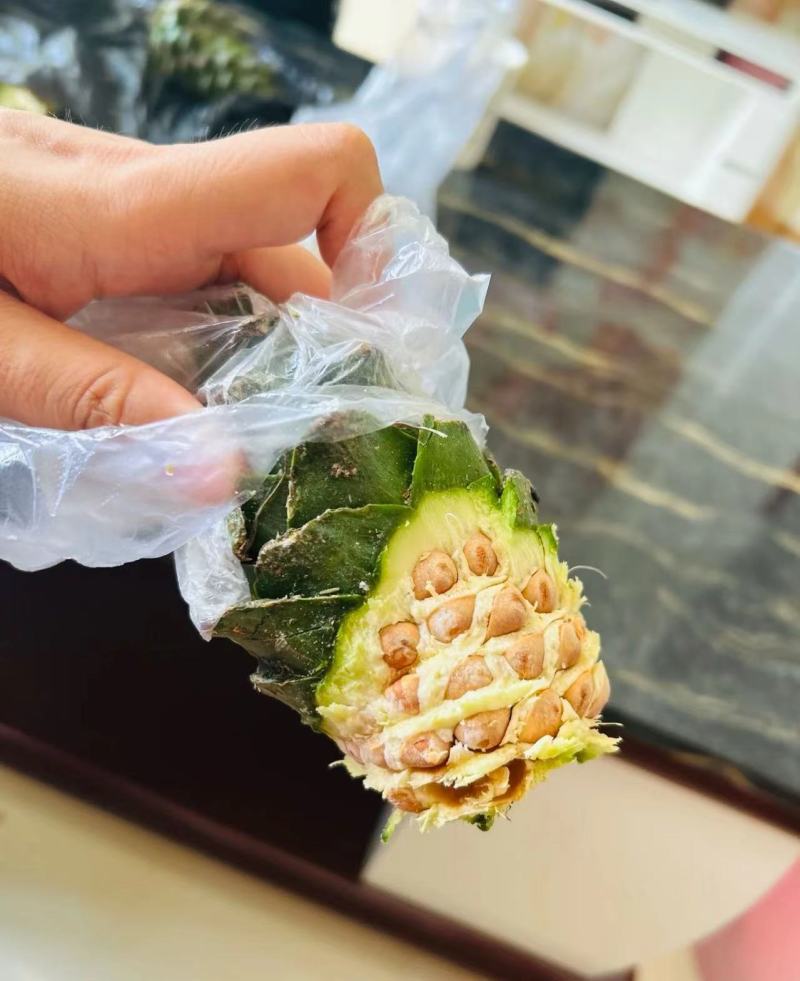 东北红松子生松子新鲜松塔脱粒松子生松籽
