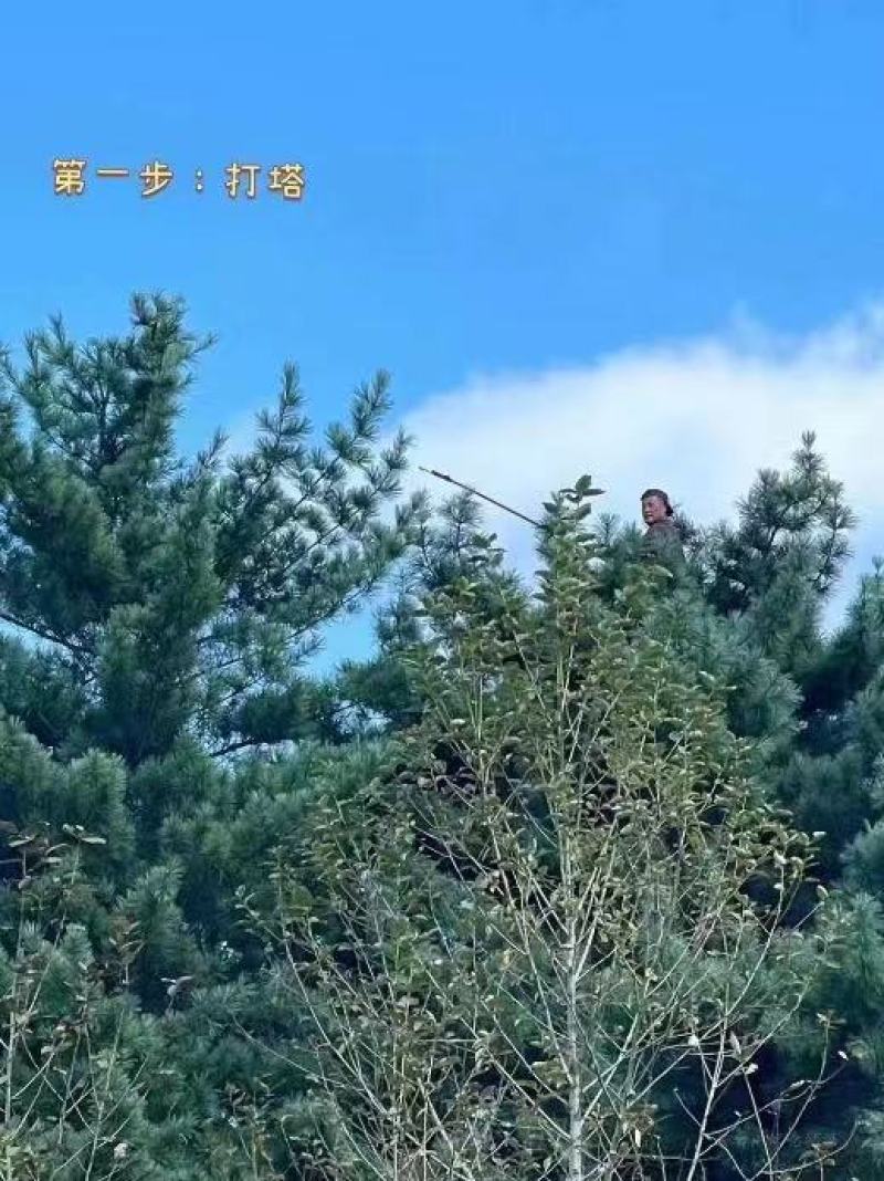 东北红松子生松子新鲜松塔脱粒松子生松籽