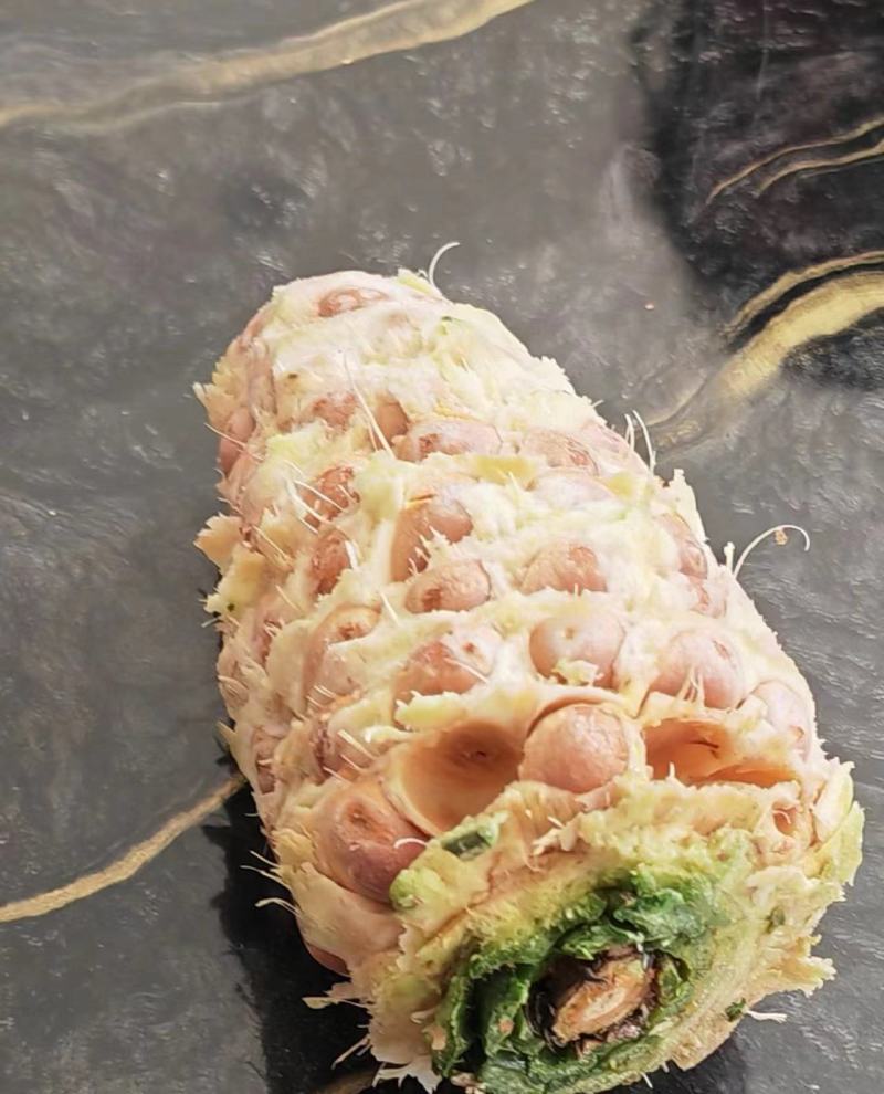 东北红松子生松子新鲜松塔脱粒松子生松籽