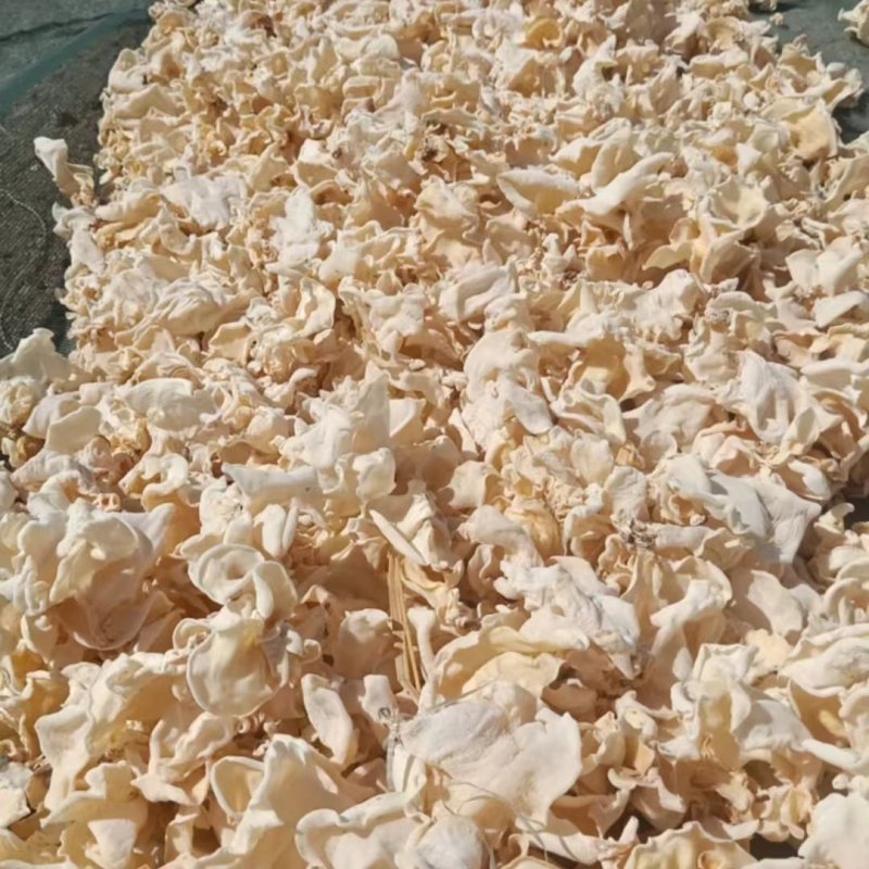 白玉木耳，产地直销玉木耳，地摊电商用自玉木耳