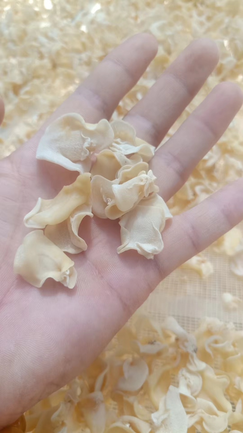 白玉木耳，产地直销玉木耳，地摊电商用自玉木耳