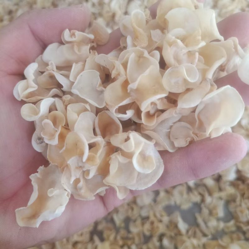 白玉木耳，产地直销玉木耳，地摊电商用自玉木耳