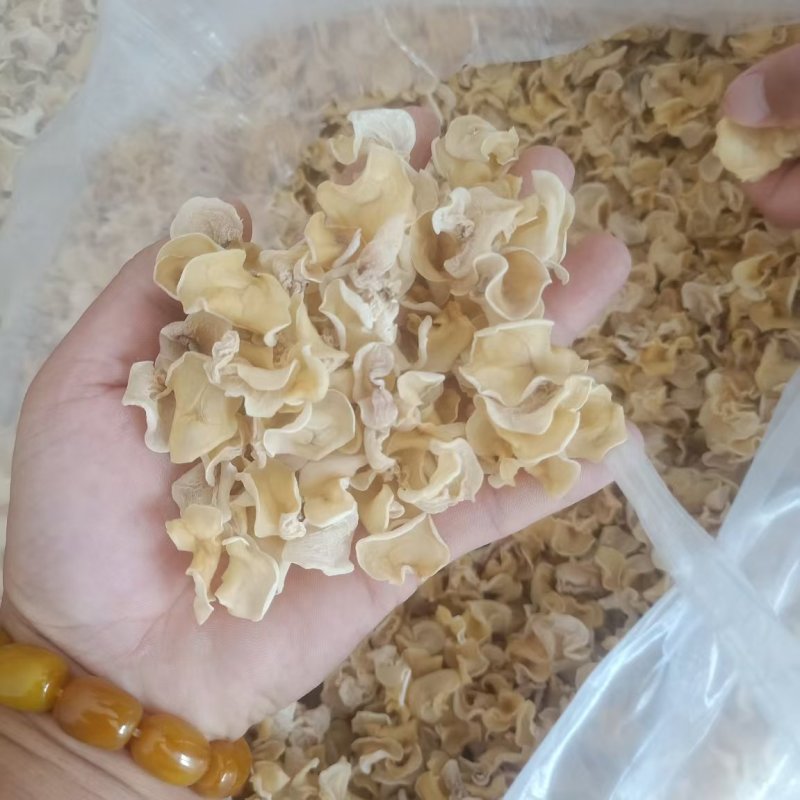 白玉木耳，产地直销玉木耳，地摊电商用自玉木耳