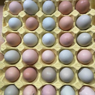 惠州精品土鸡蛋基地直发绿粉混发