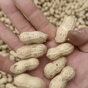 【白沙系列】白沙花生鲜花生大量有货大白沙，罗汉果