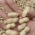 【白沙系列】白沙花生鲜花生大量有货大白沙，罗汉果