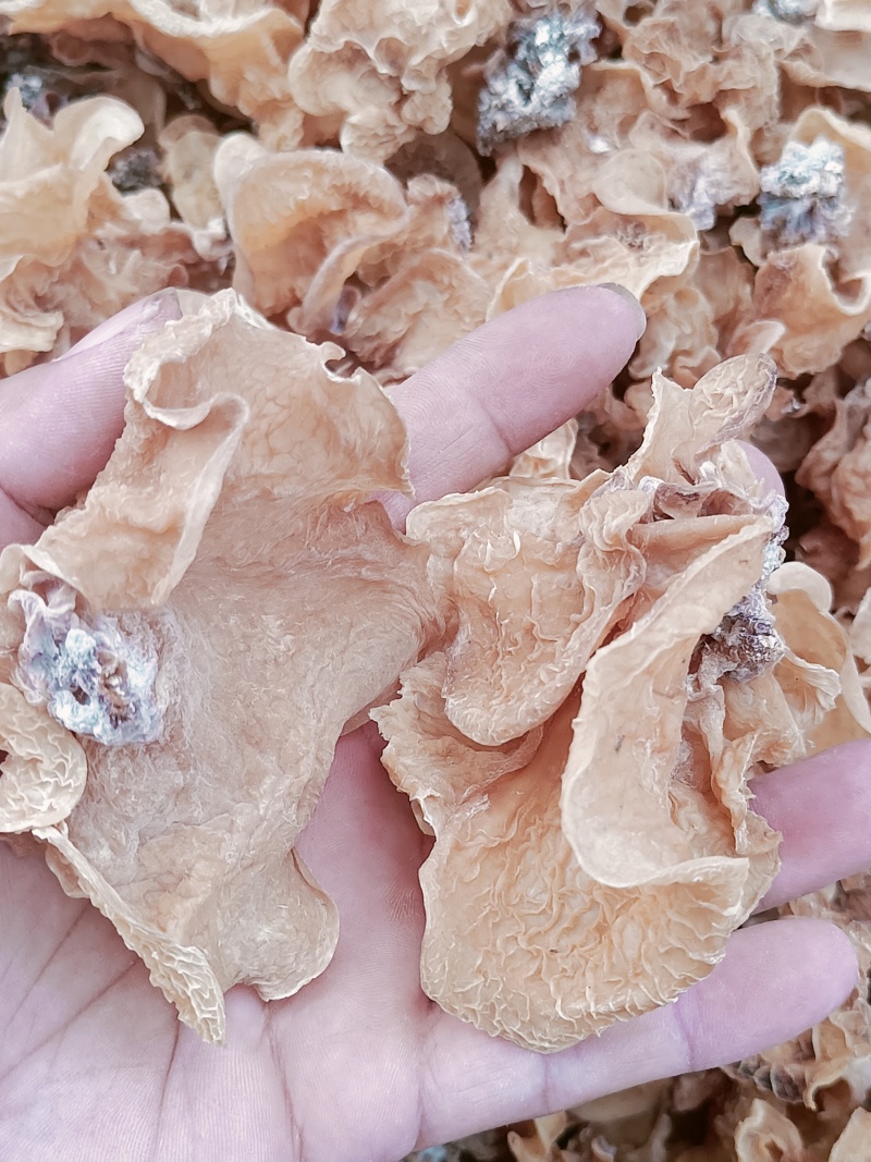 产地直销沙耳，代购代存羊肚耳，电商地摊专用沙耳