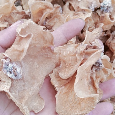 产地直销沙耳，代购代存羊肚耳，电商地摊专用沙耳