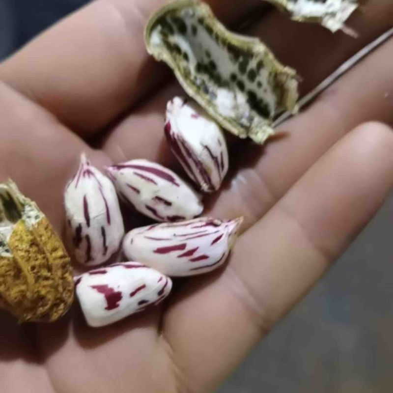 精选七彩花生
