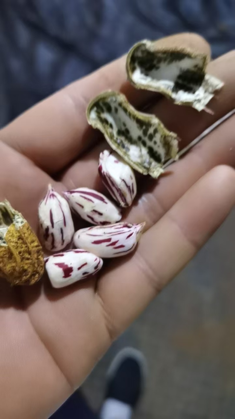 精选七彩花生