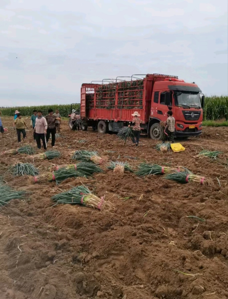 大葱鸡腿大葱，基地直发大量有货，欢迎来电，咨询合作