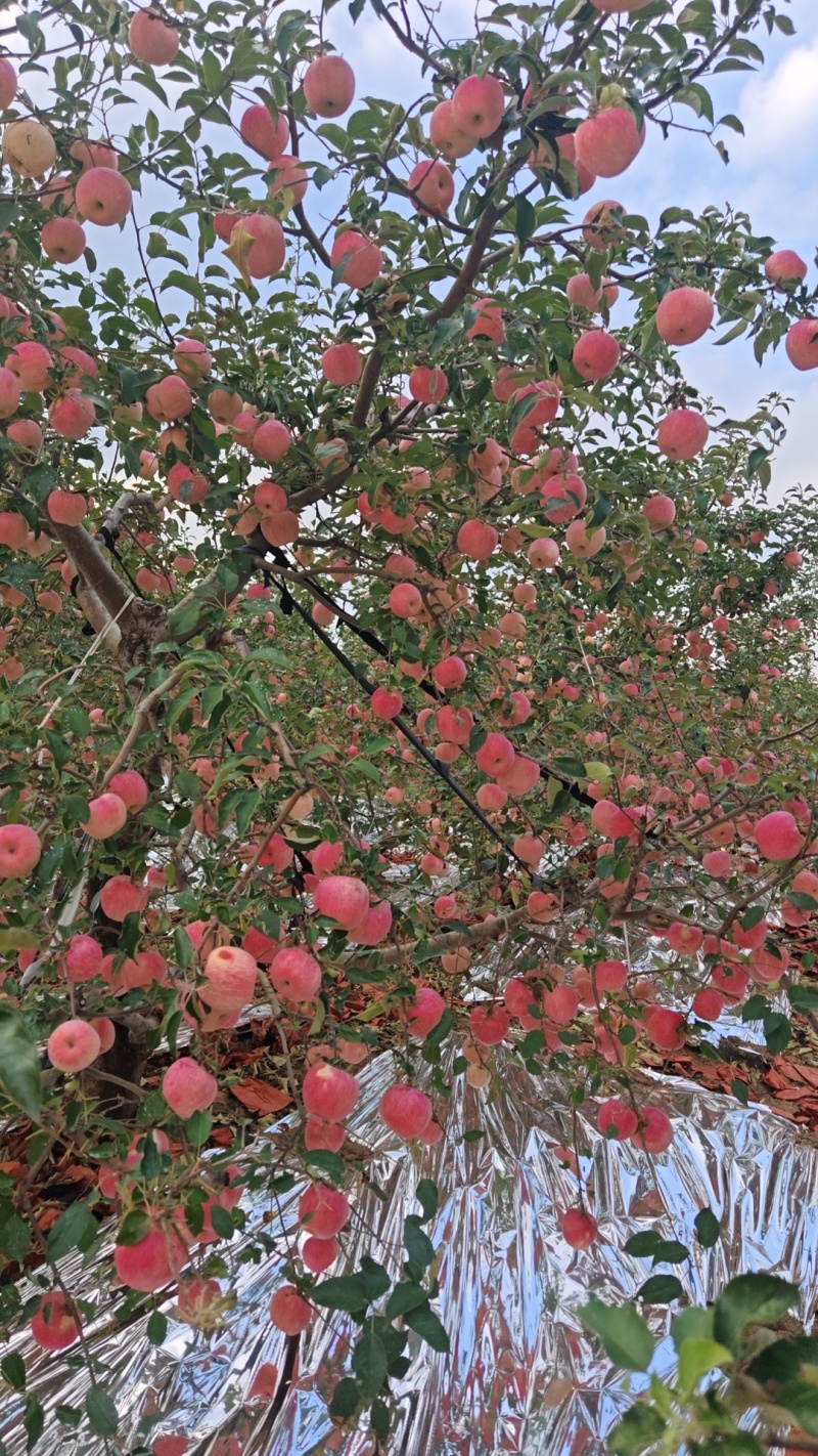 精寒富