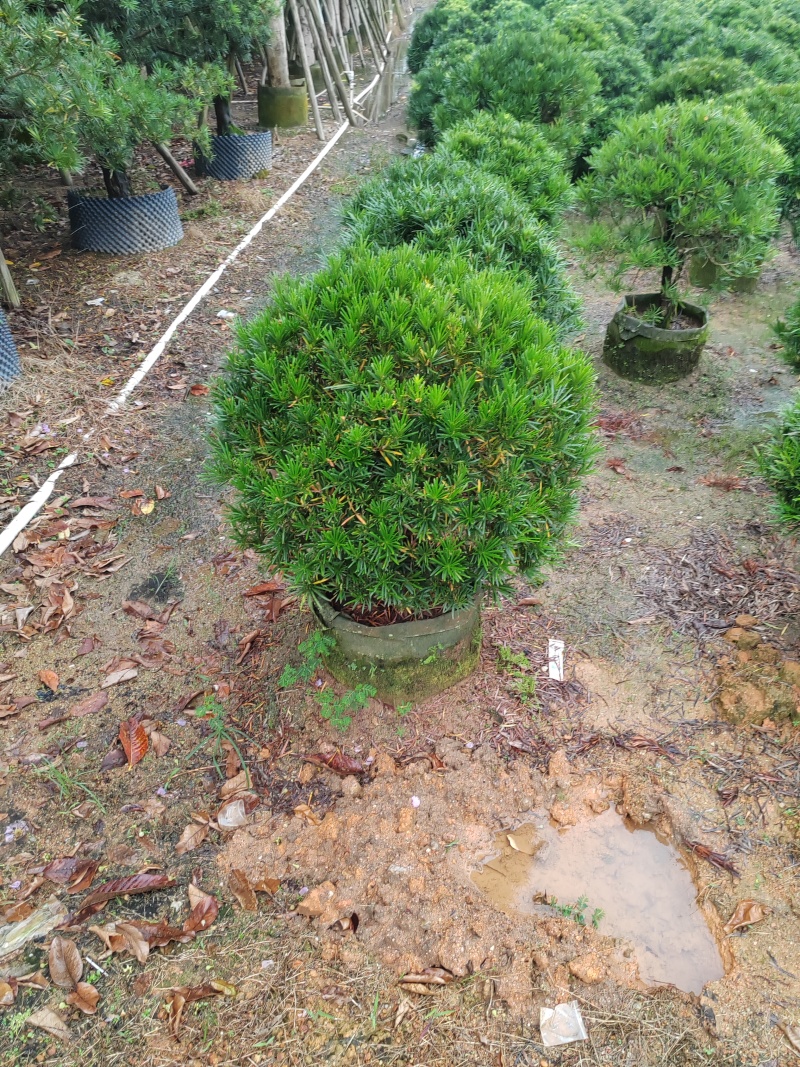 罗汉松球