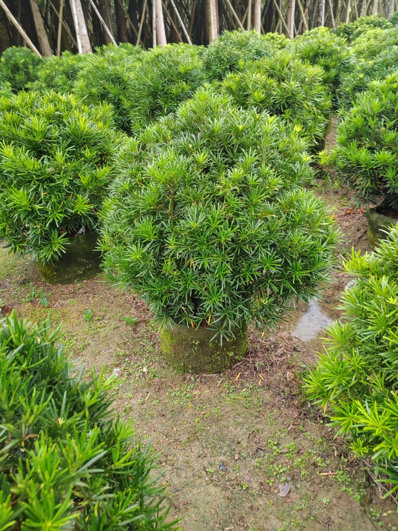 罗汉松球