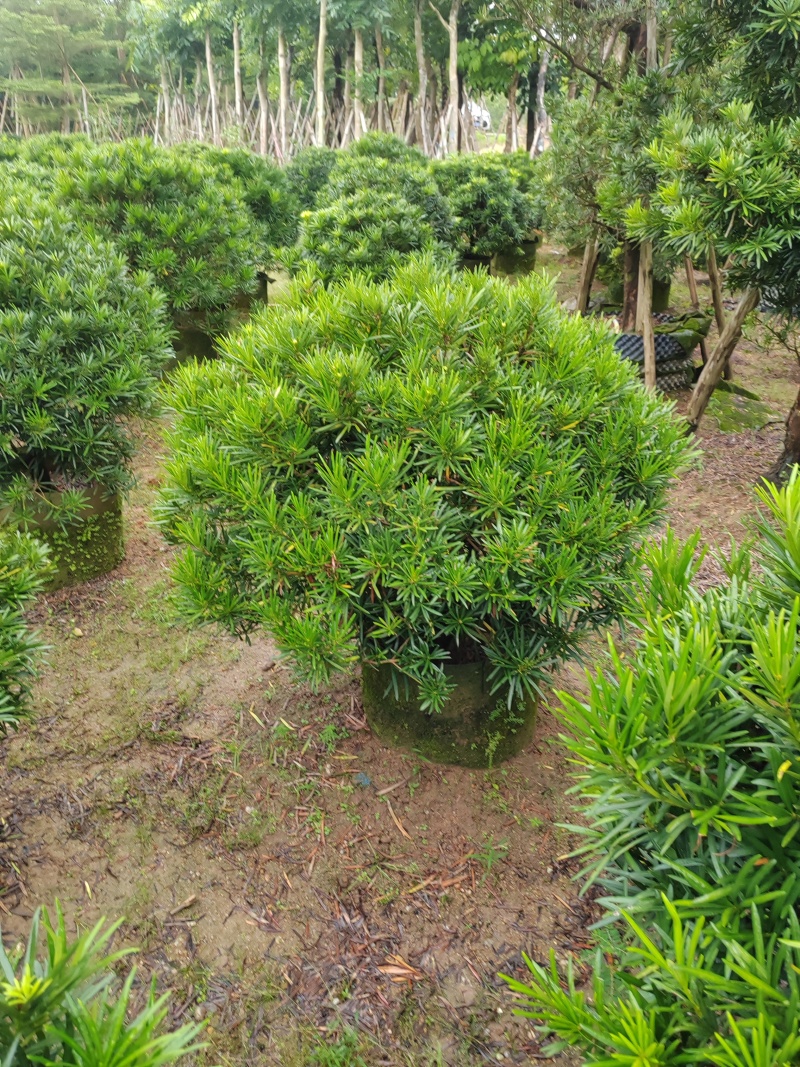 罗汉松球