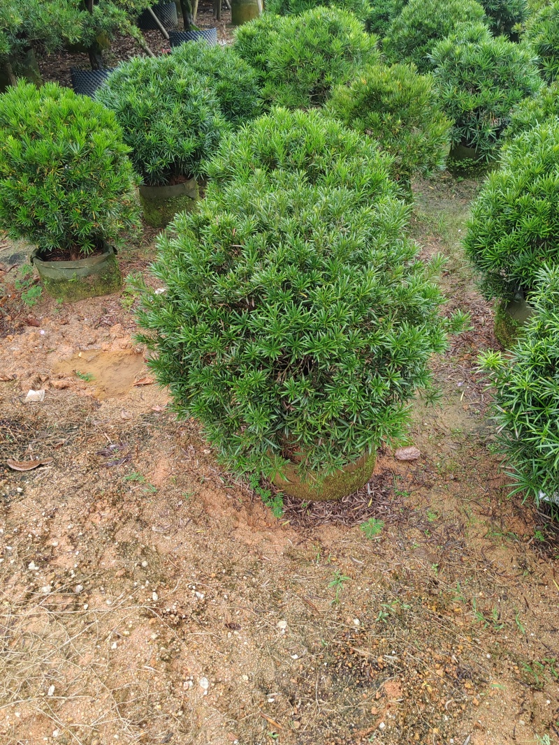 罗汉松球