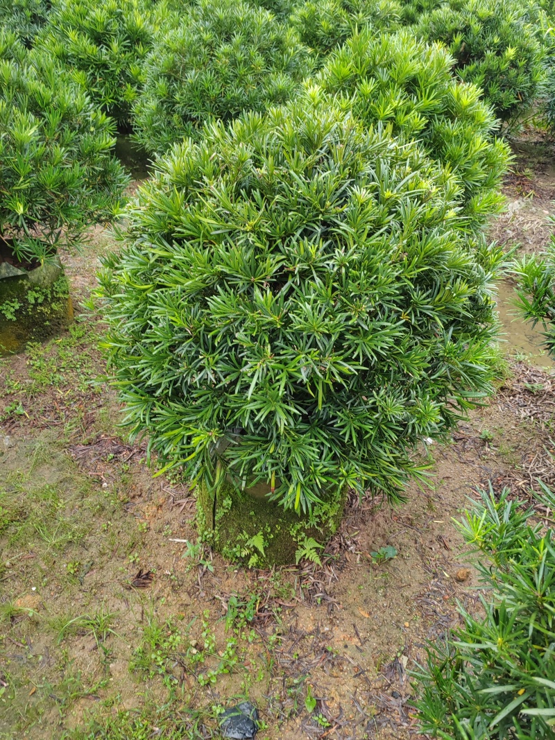 罗汉松球