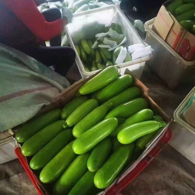 西葫芦大量上新量大从优货源充足对接全国