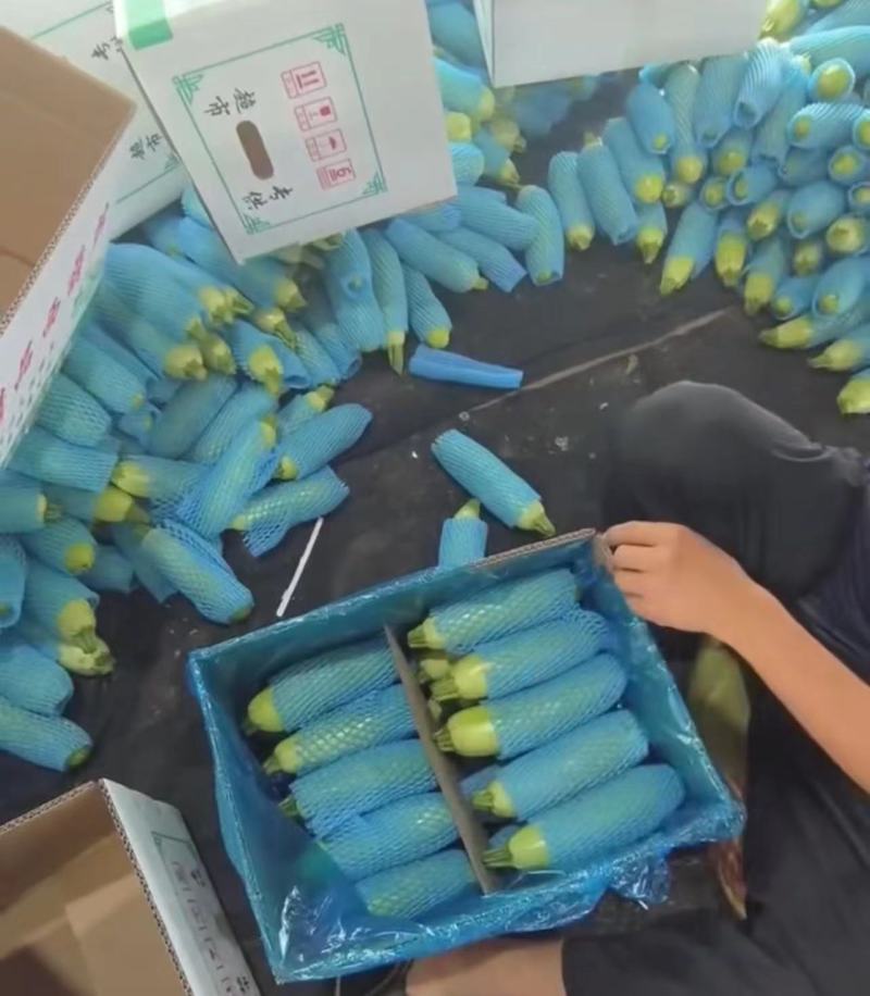 西葫芦大量上新量大从优货源充足对接全国
