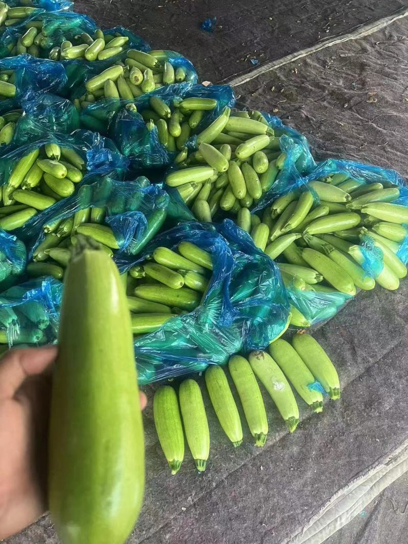 西葫芦大量上新量大从优货源充足对接全国
