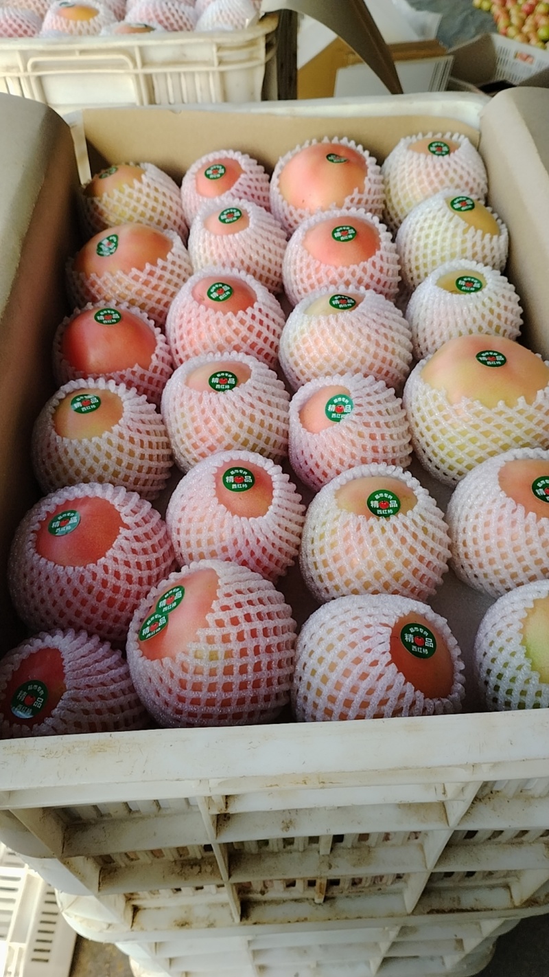 精品西红柿就是贵。