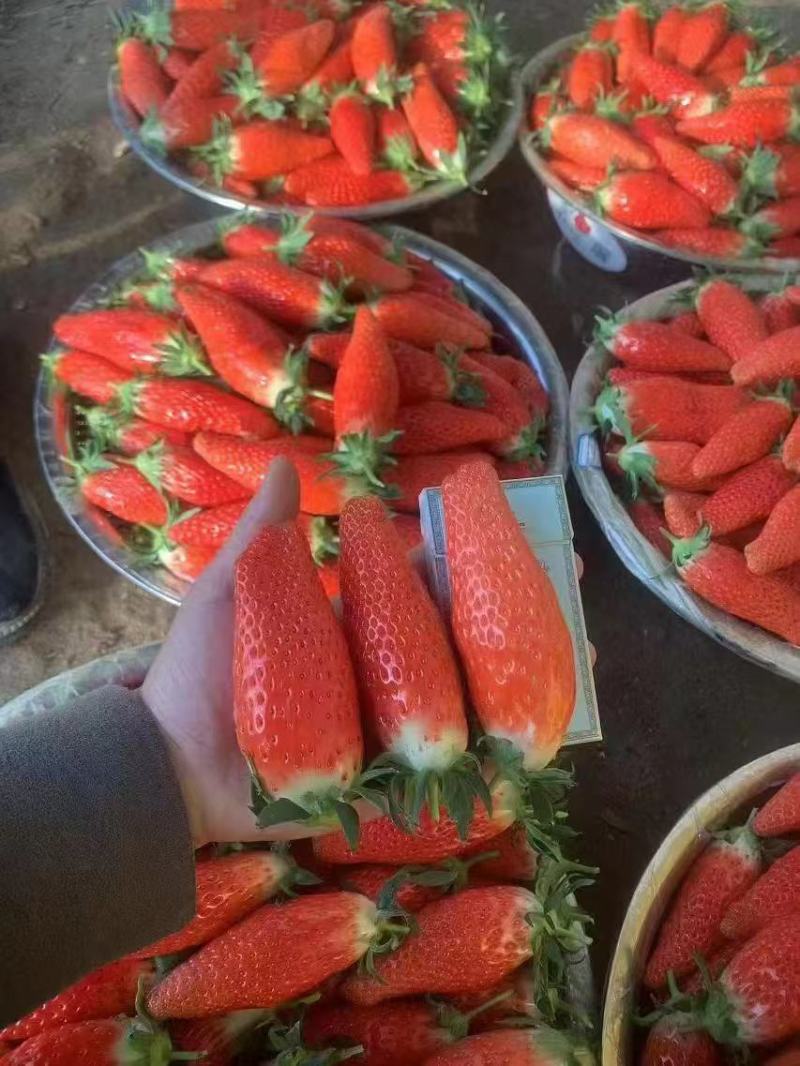大草莓现在正式上新大量供应品质保证