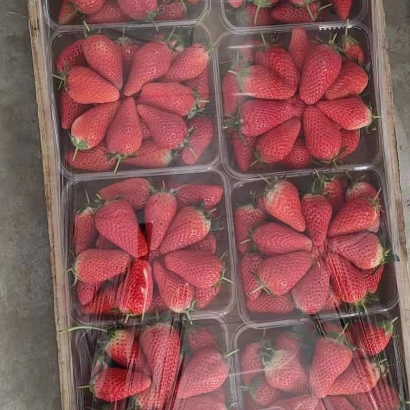 大草莓现在正式上新大量供应品质保证