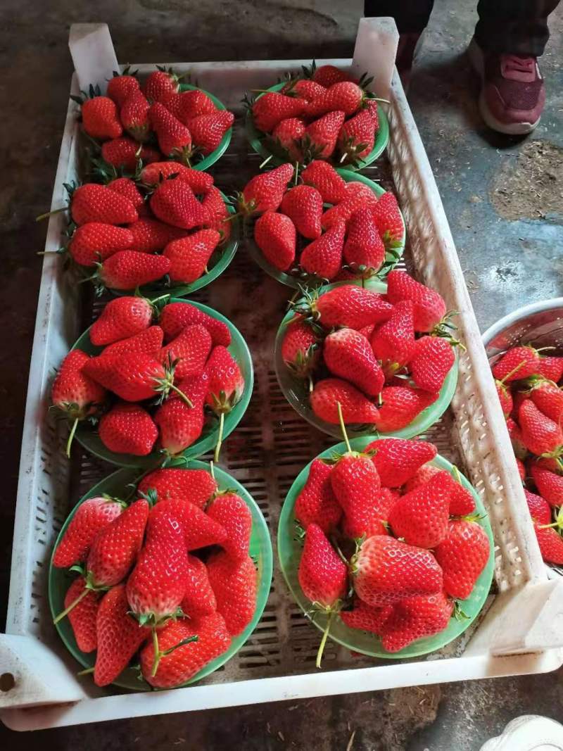 大草莓现在正式上新大量供应品质保证