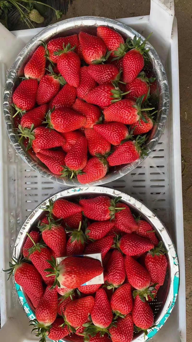大草莓现在正式上新大量供应品质保证