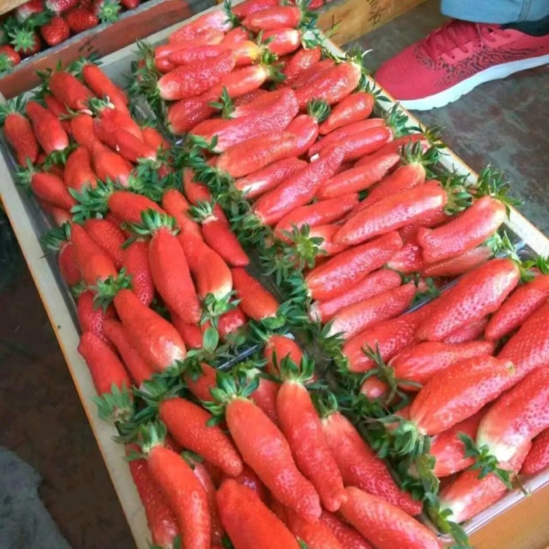 大草莓现在正式上新大量供应品质保证