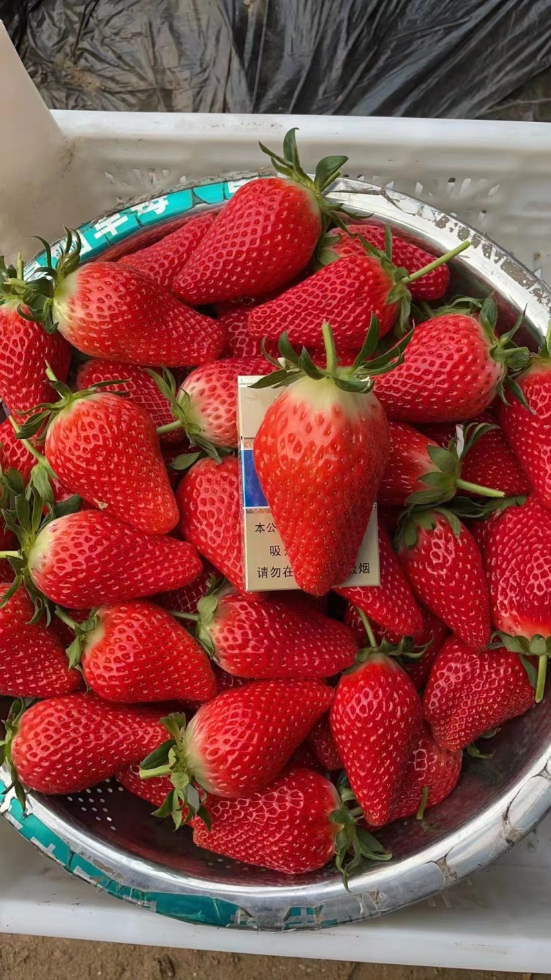 大草莓现在正式上新大量供应品质保证