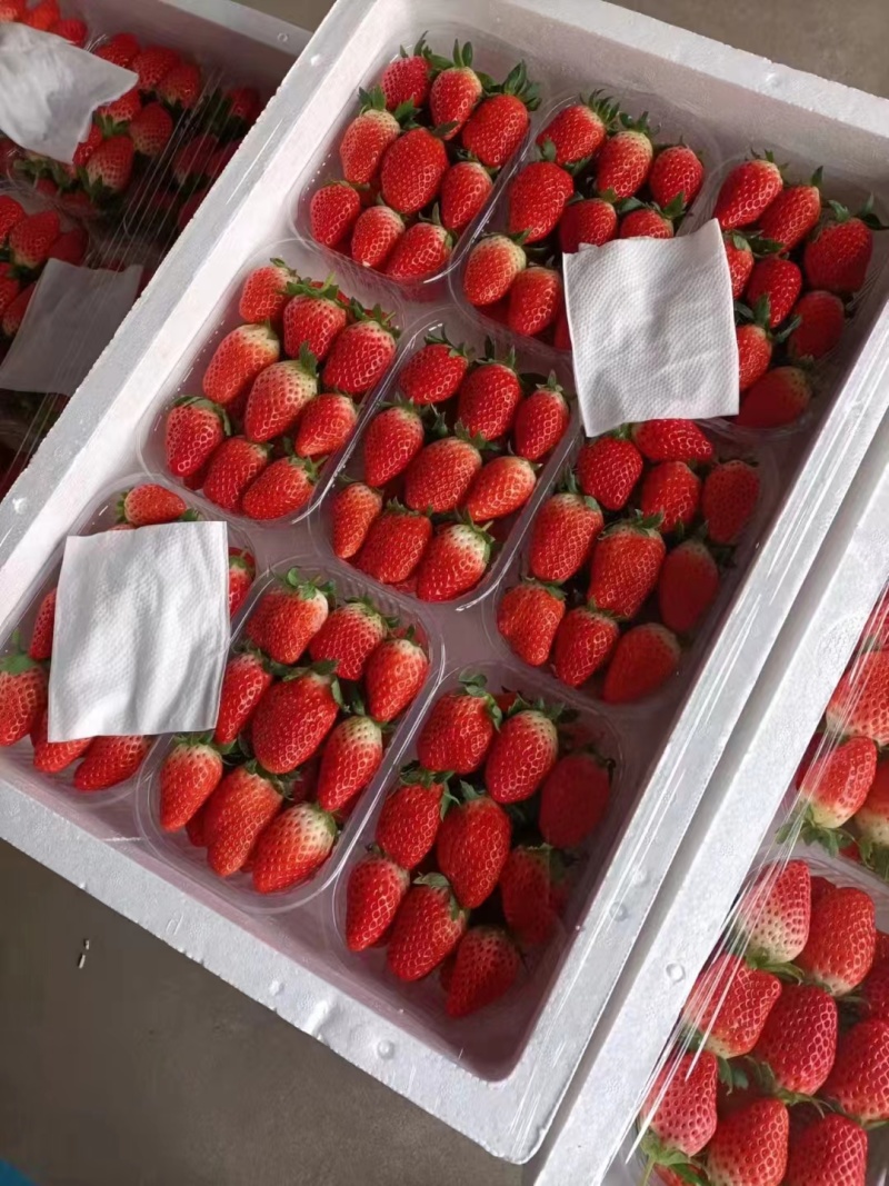 大草莓现在正式上新大量供应品质保证