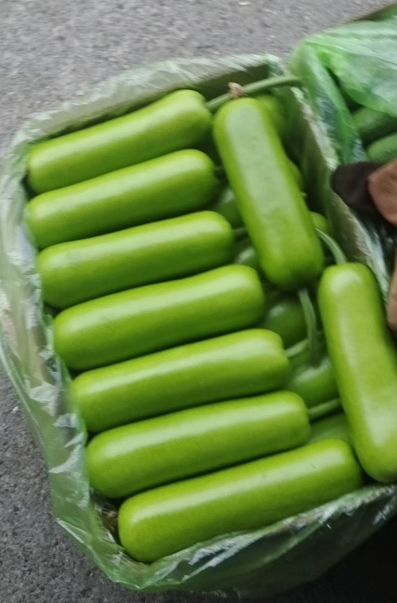 丝瓜种植基地