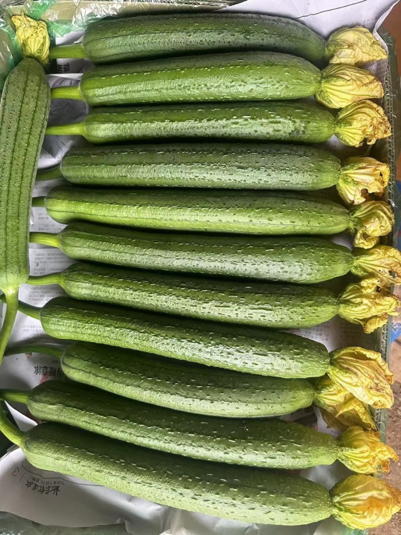 丝瓜种植基地