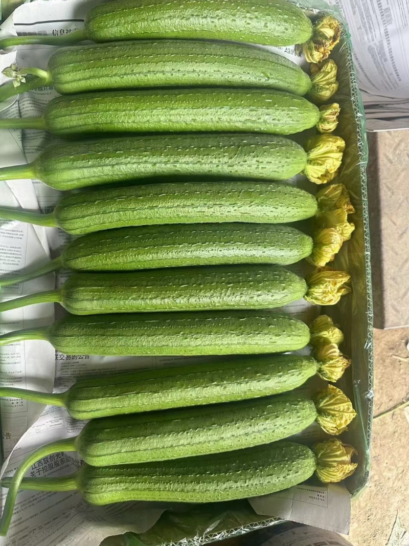 丝瓜种植基地