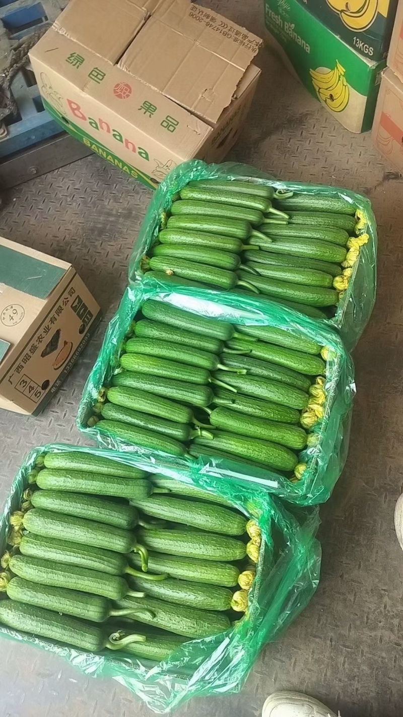 丝瓜种植基地