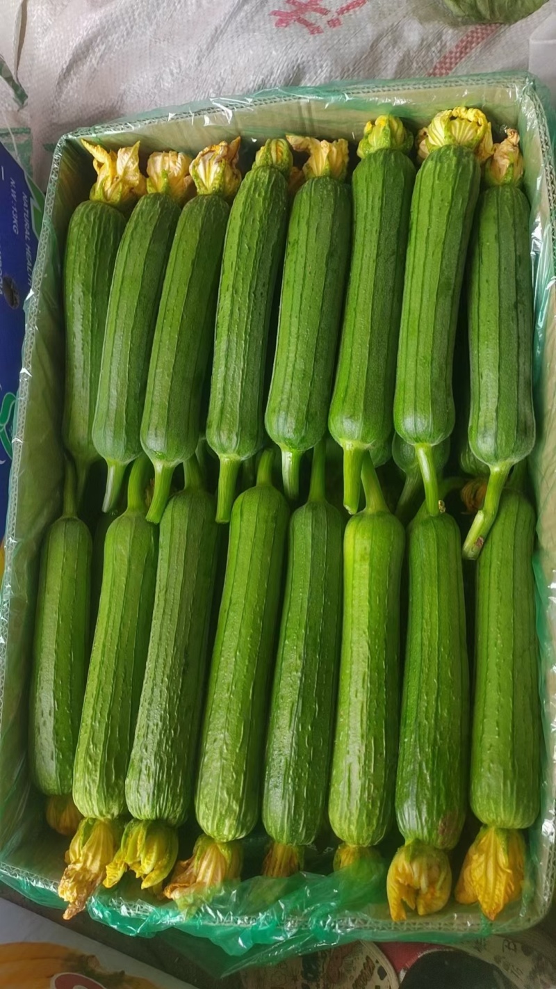 丝瓜种植基地