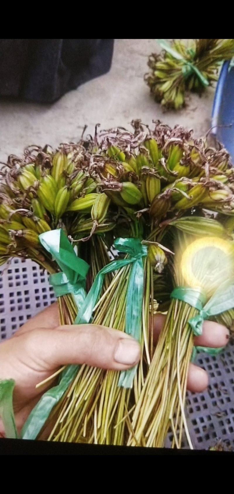 冰球子成品，种苗出售，欢迎需要的朋友咨询订购！